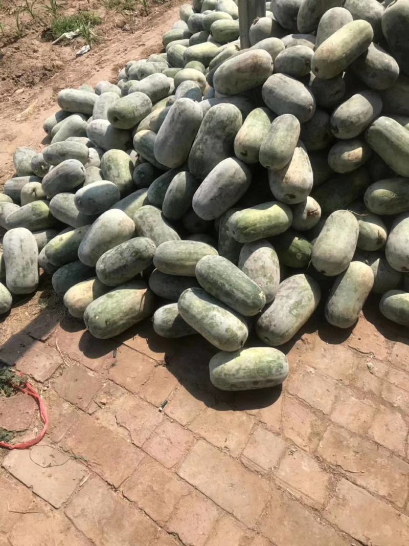 33冬瓜和水果冬瓜大量上市！需要的可以电话联系