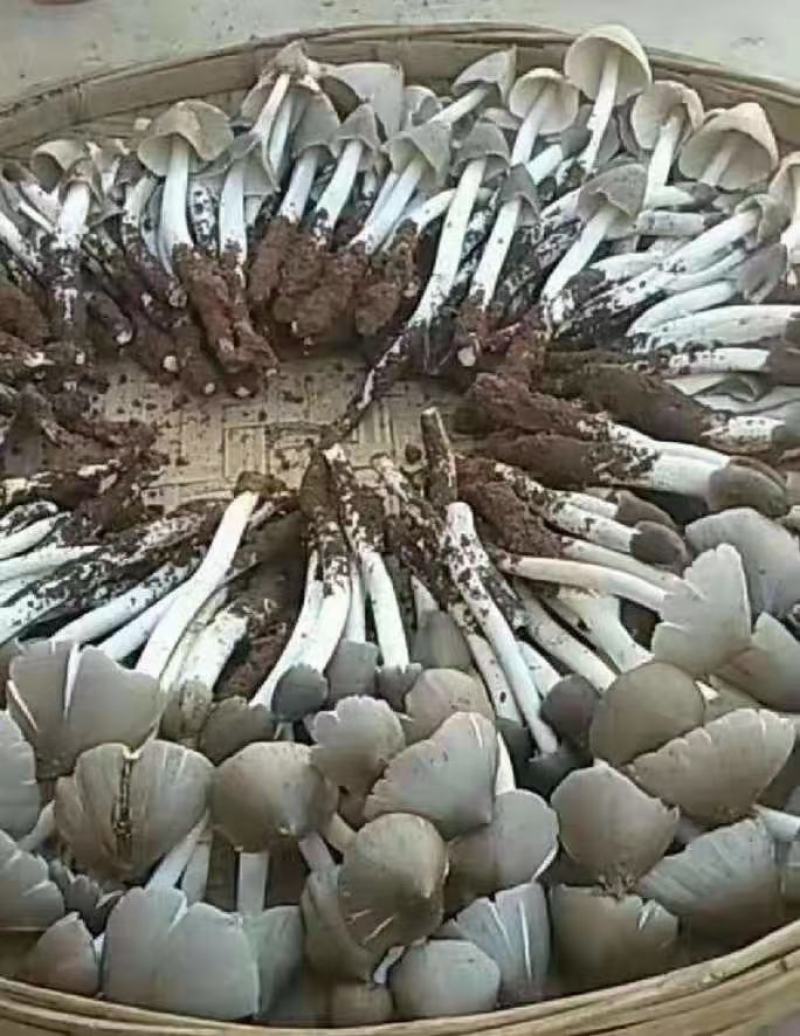 鸡枞油云南纯野生鸡枞油，无任何添加剂，色香味俱全