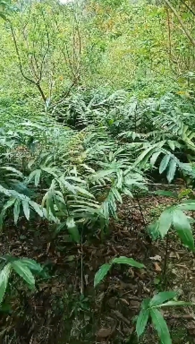 有大量超靓1米以上高度的正宗阳春市春砂仁苗产地直销