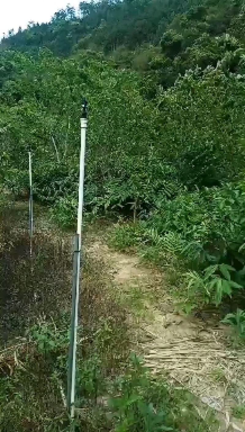 有大量超靓1米以上高度的正宗阳春市春砂仁苗产地直销