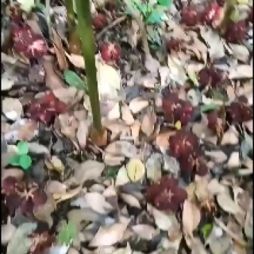 有大量超靓1米以上高度的正宗阳春市春砂仁苗产地直销