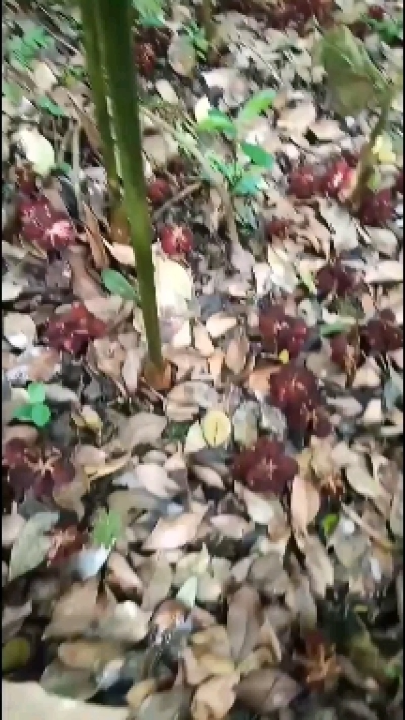 有大量超靓1米以上高度的正宗阳春市春砂仁苗产地直销