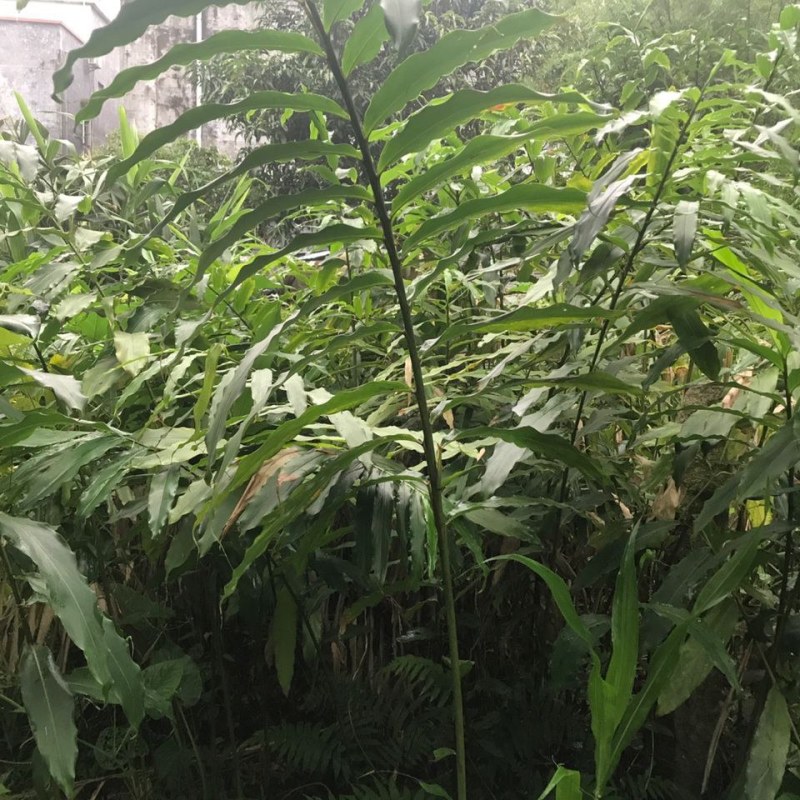 有大量超靓1米以上高度的正宗阳春市春砂仁苗产地直销