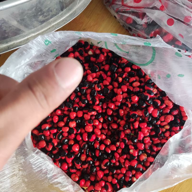 竹节参(白三七）种子/恩施大叶竹节参/粒粒饱满，过筛