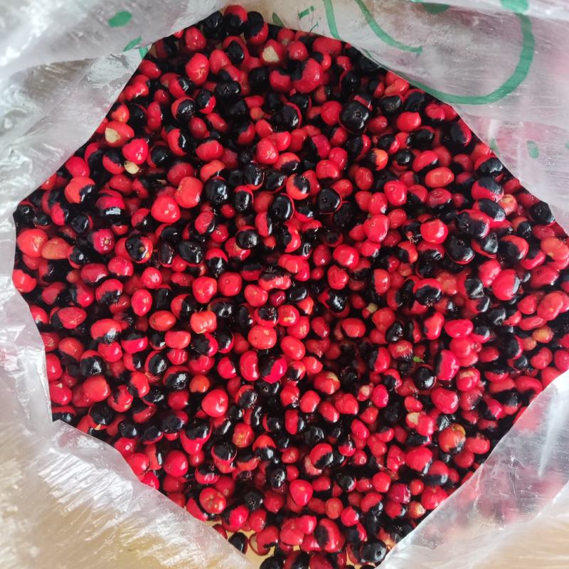 竹节参(白三七）种子/恩施大叶竹节参/粒粒饱满，过筛