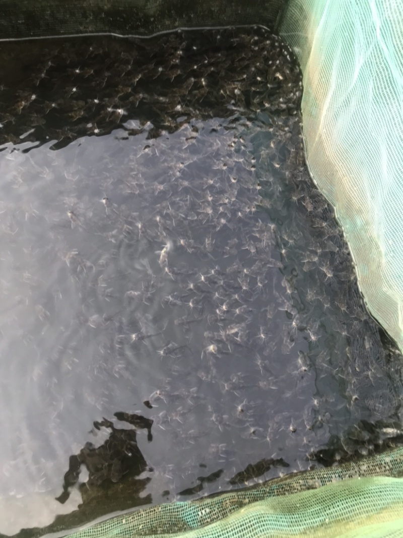 黄骨鱼雄性黄桑黄腊丁全程提供技术支持，存活率强