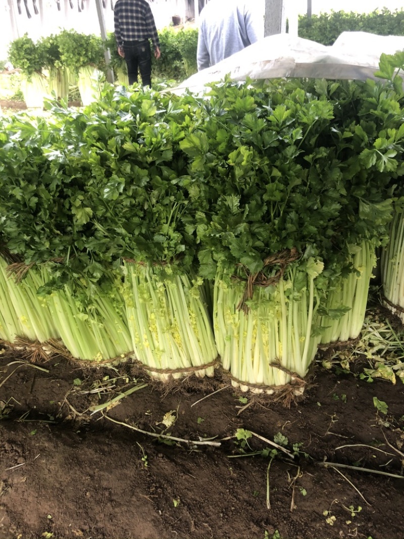 平度马家沟芹菜大量有货