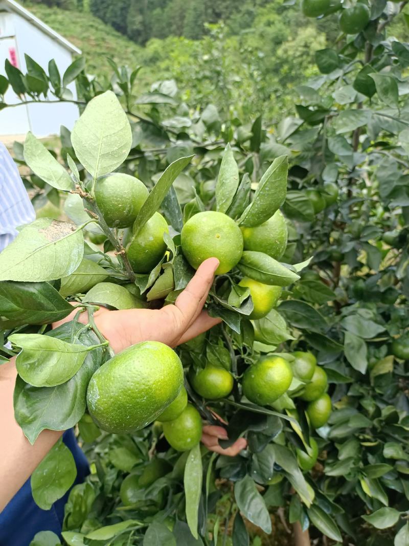 云南蜜橘宫本日南一号大量上市欢迎老板选够