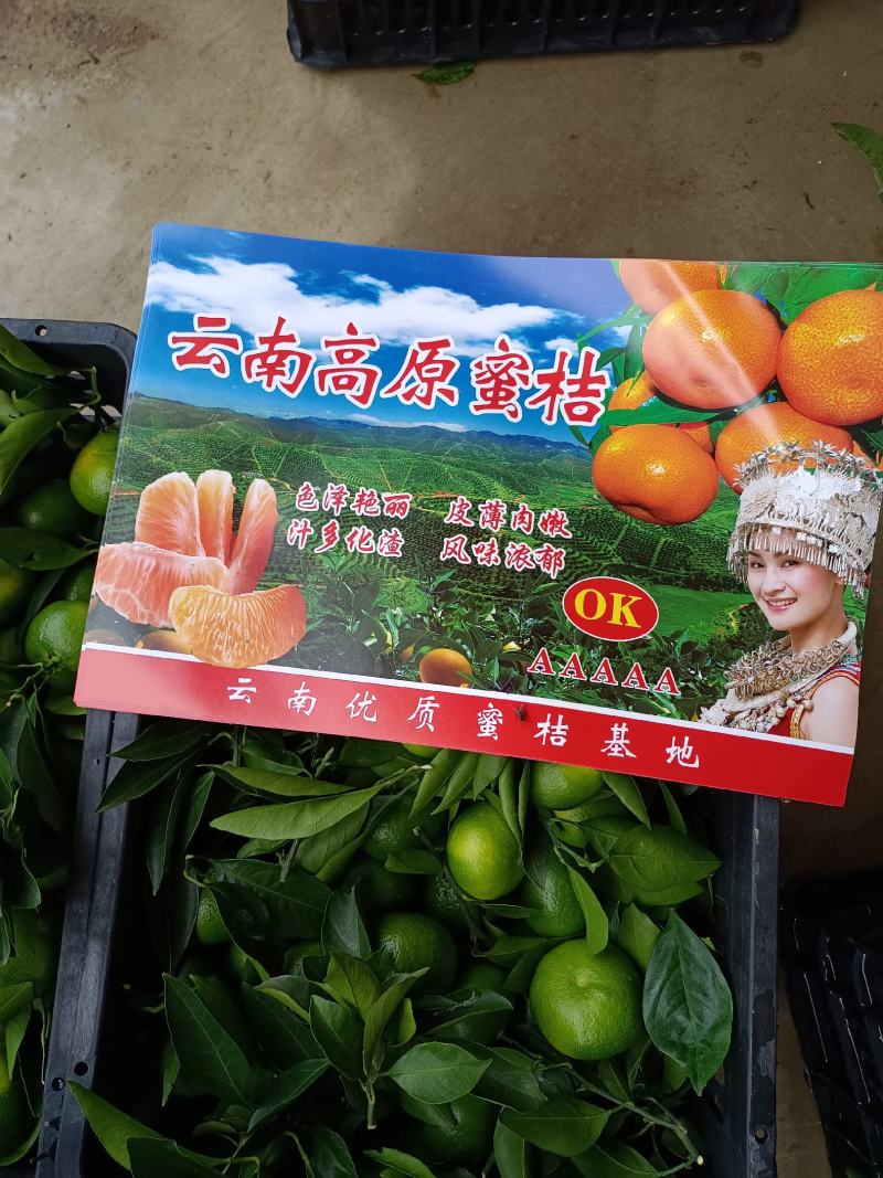 云南蜜橘宫本日南一号大量上市欢迎老板选够