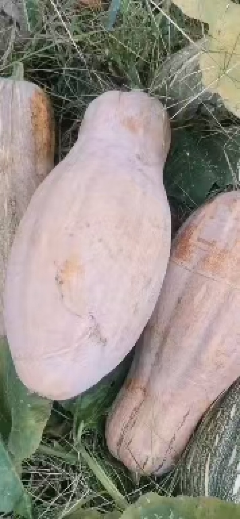 河南南瓜，金韩蜜本产地直销一手货源价格实惠欢迎订购，