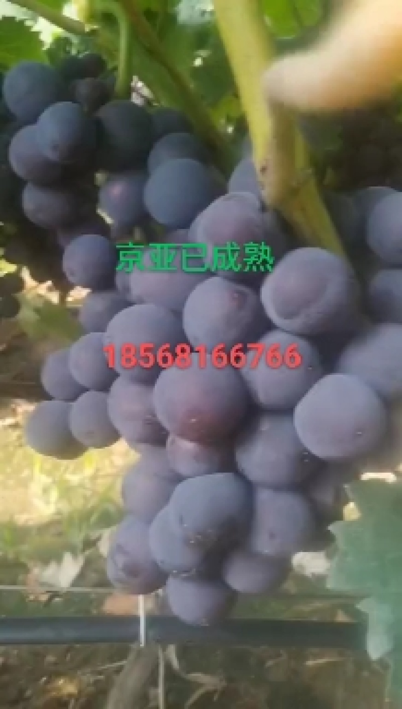 京亚热销中，糖度15，串大，颜色鲜艳，正在热卖中！