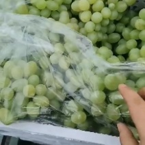 维多利亚热销中，大量上市，深受大家的喜爱！