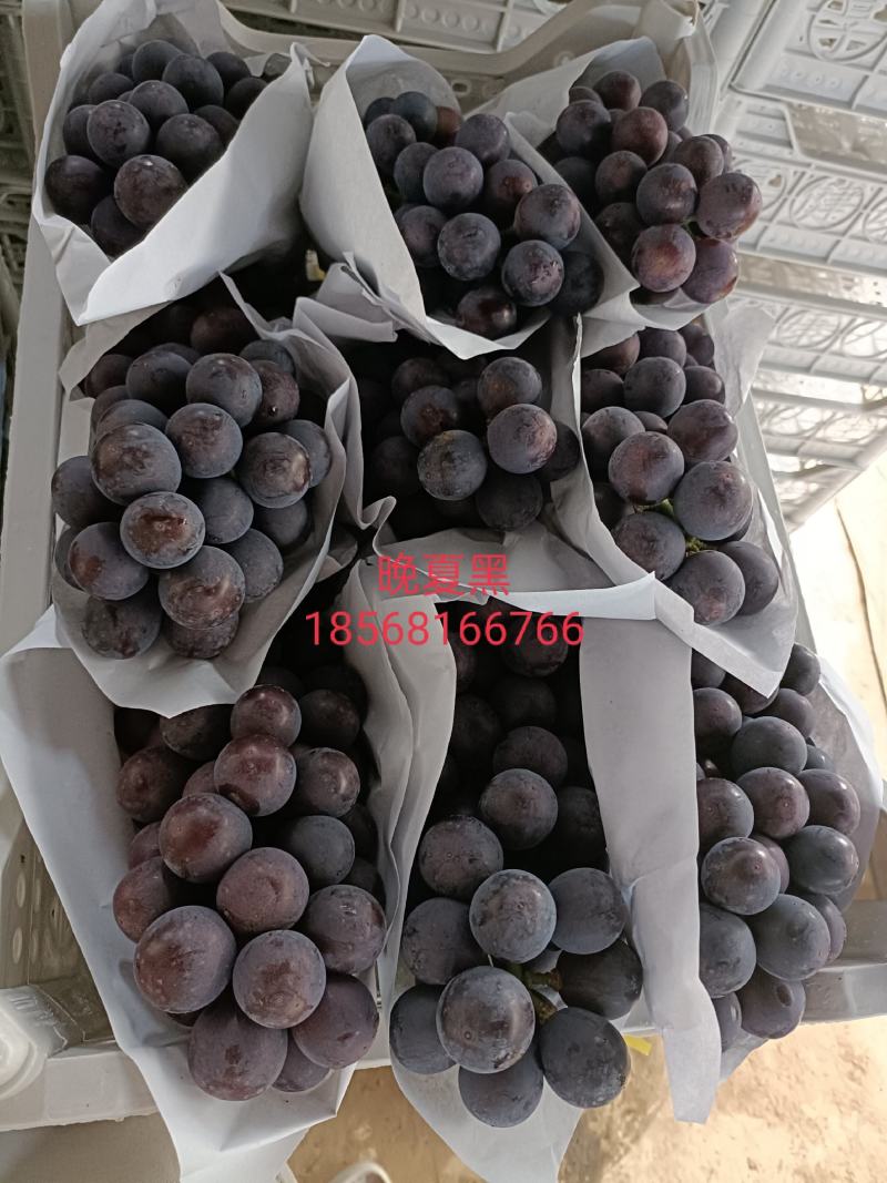 精品夏黑热销中，糖度17，没有酸度，精品包装，现在每天发