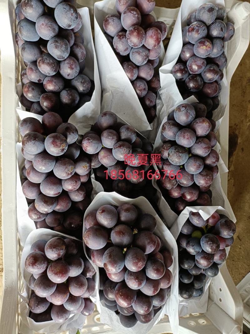 精品夏黑热销中，糖度17，没有酸度，精品包装，现在每天发