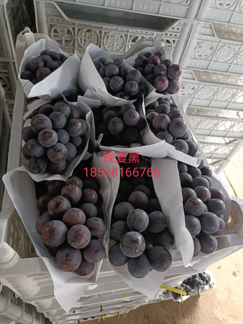 精品夏黑热销中，糖度17，没有酸度，精品包装，现在每天发