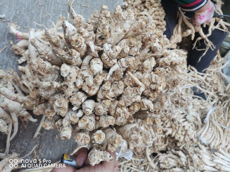 陕西商洛地产高含量去皮选条桔梗，2022年冬季新产，