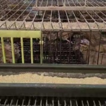淘汰鹌鹑