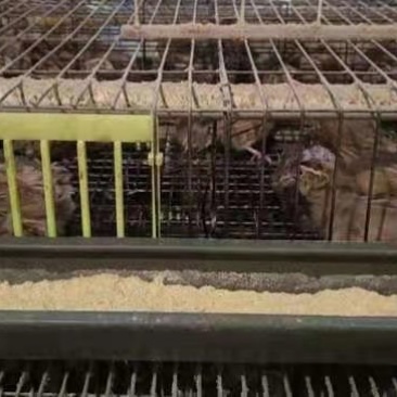淘汰鹌鹑