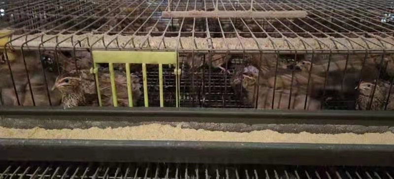 淘汰鹌鹑