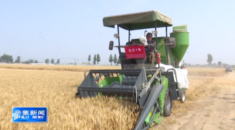 农业大学教授甄十年文超，小麦新品马兰一号亩产超800公斤