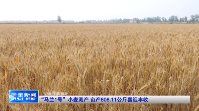 农业大学教授甄十年文超，小麦新品马兰一号亩产超800公斤