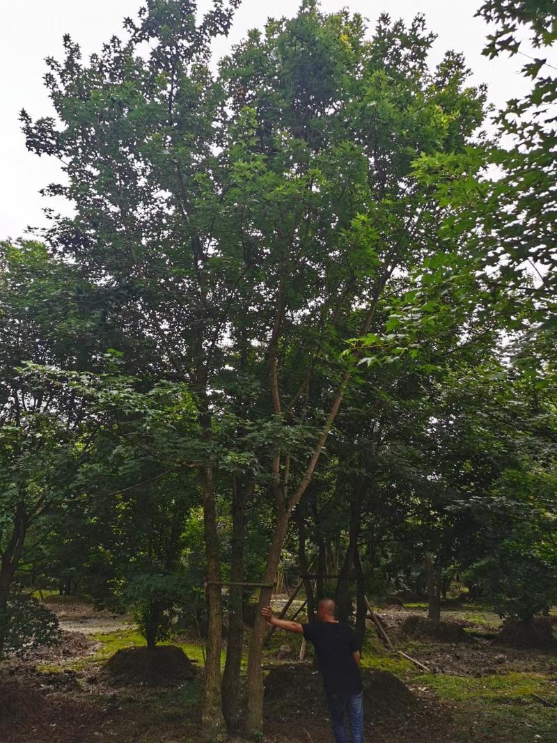 控根器朴树移植朴树，规格齐全，丛生朴树单杆朴树