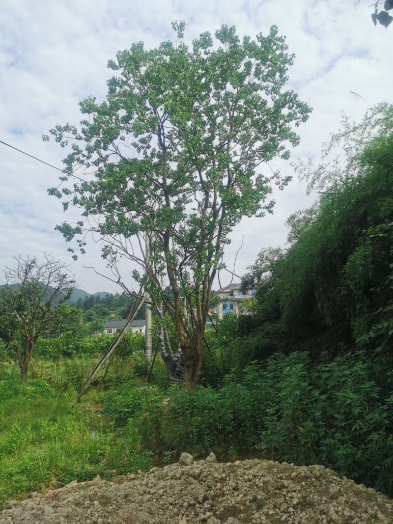 控根器朴树移植朴树，规格齐全，丛生朴树单杆朴树