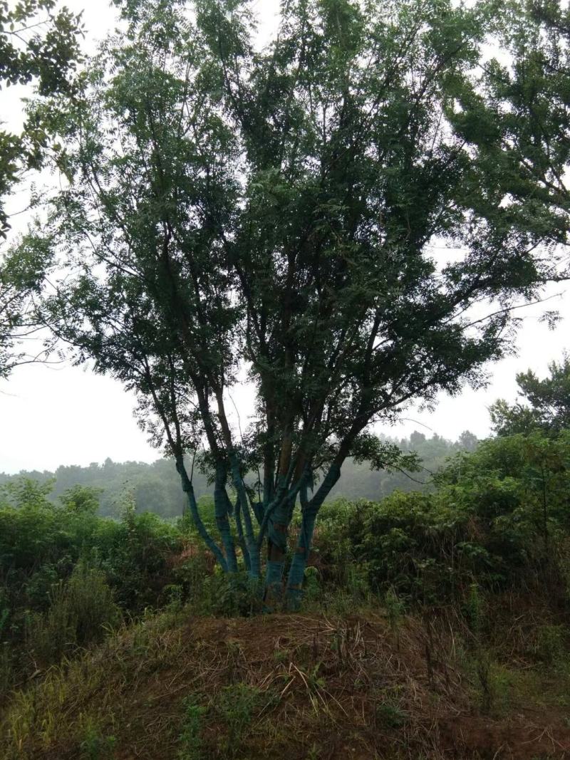 控根器朴树移植朴树，规格齐全，丛生朴树单杆朴树