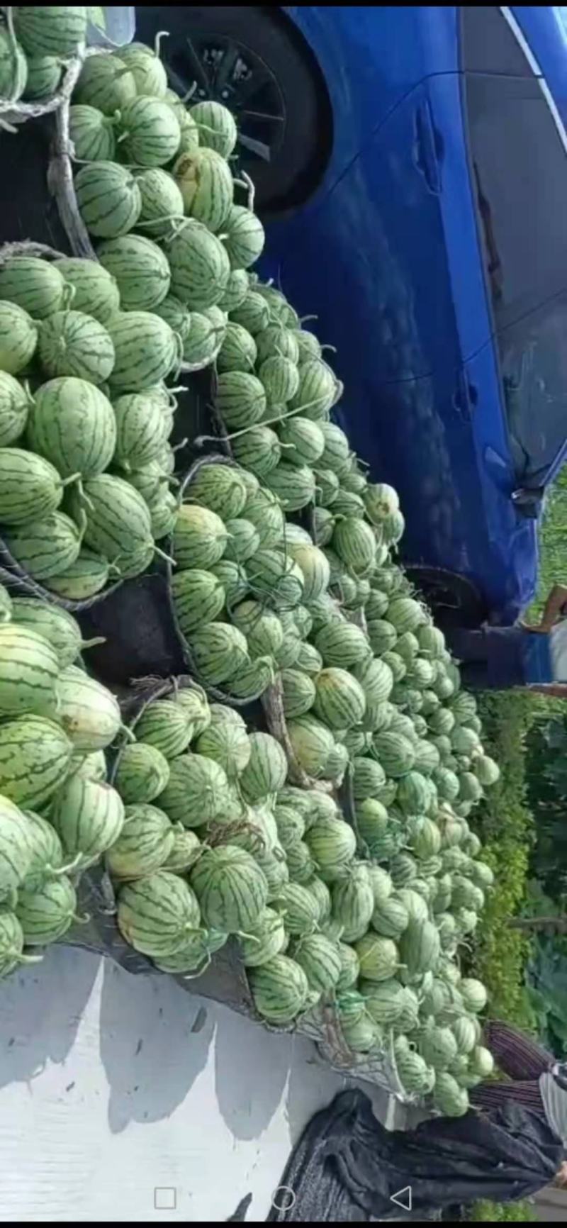 早春红玉小西瓜漂亮得很早春红玉小西瓜漂亮得很早春红玉小西