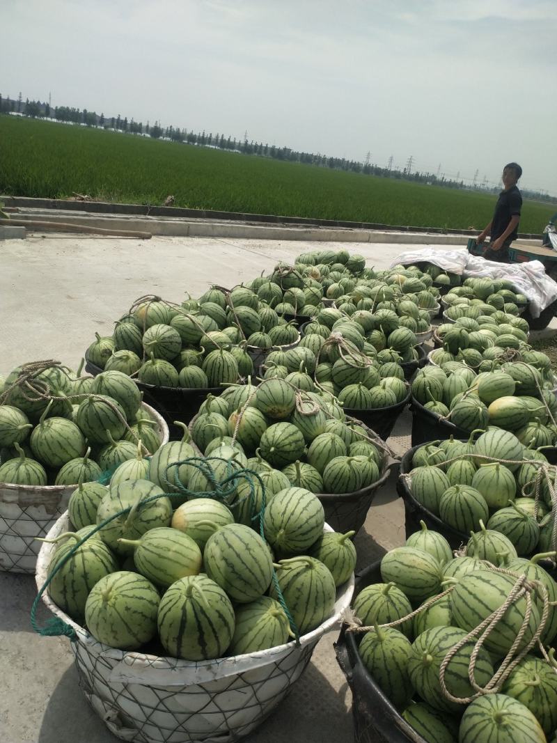 早春红玉小西瓜漂亮得很早春红玉小西瓜漂亮得很早春红玉小西