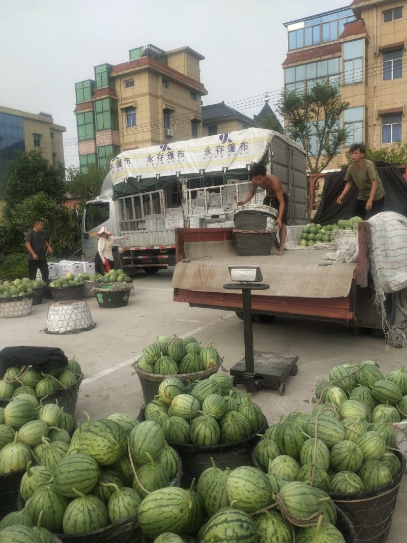 早春红玉小西瓜漂亮得很早春红玉小西瓜漂亮得很早春红玉小西