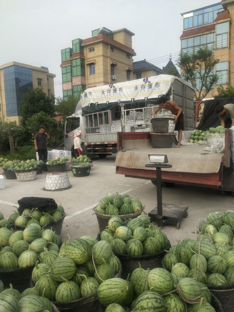早春红玉小西瓜漂亮得很早春红玉小西瓜漂亮得很早春红玉小西