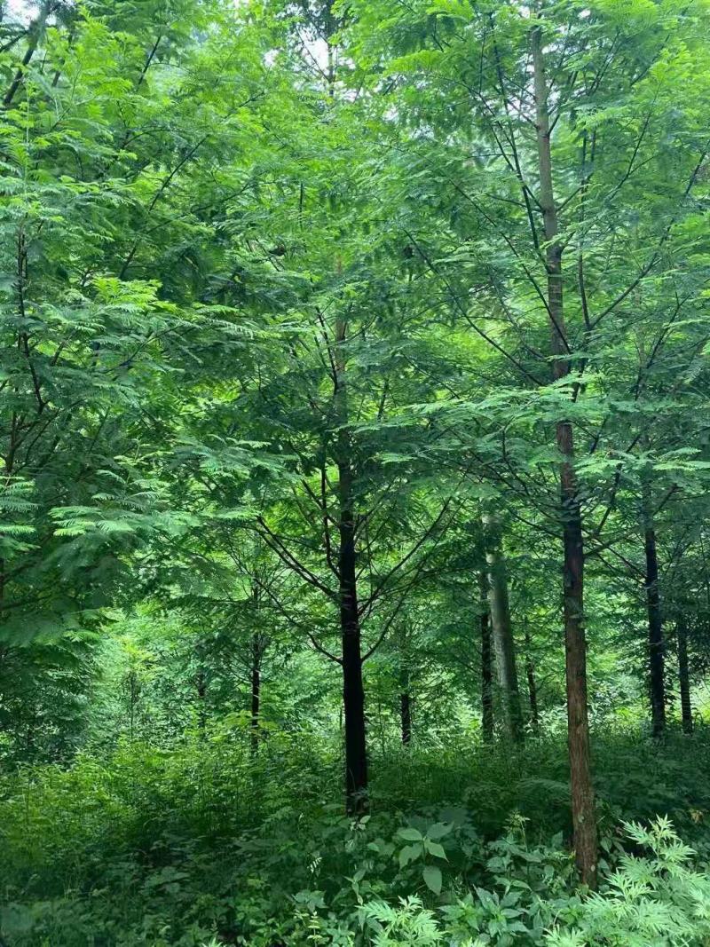 精品水杉种子5公分水杉10公分水杉12公分水杉8公分