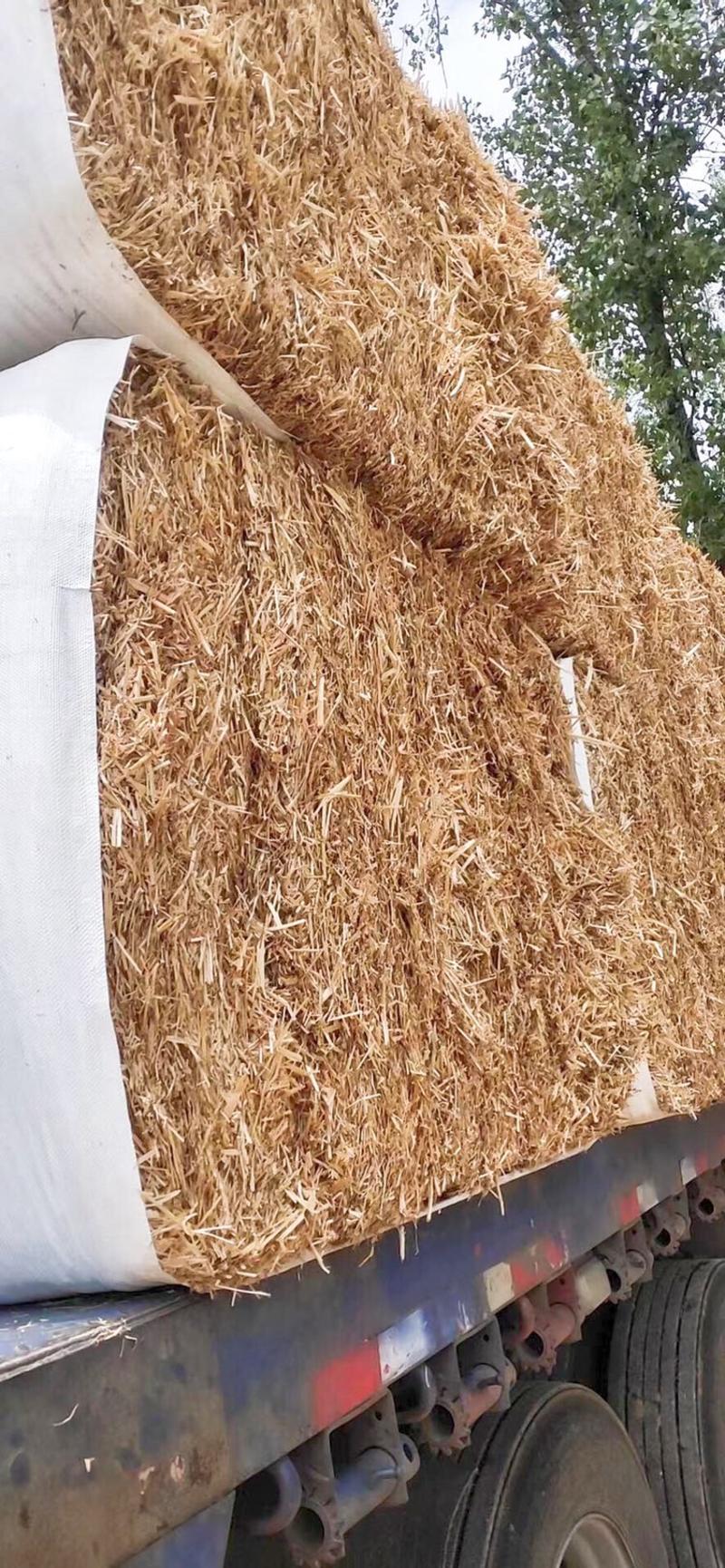 优质小麦秸秆，除尘过筛揉丝大白包一万平方厂内加工