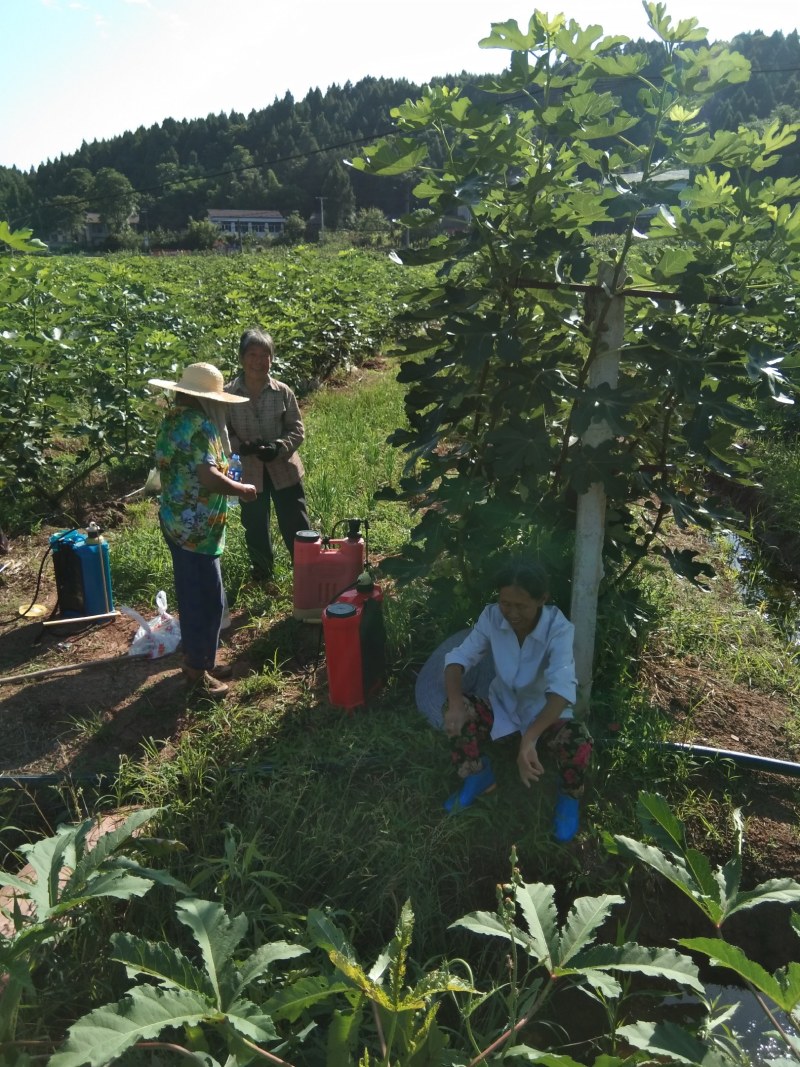 清甜无花果鲜果