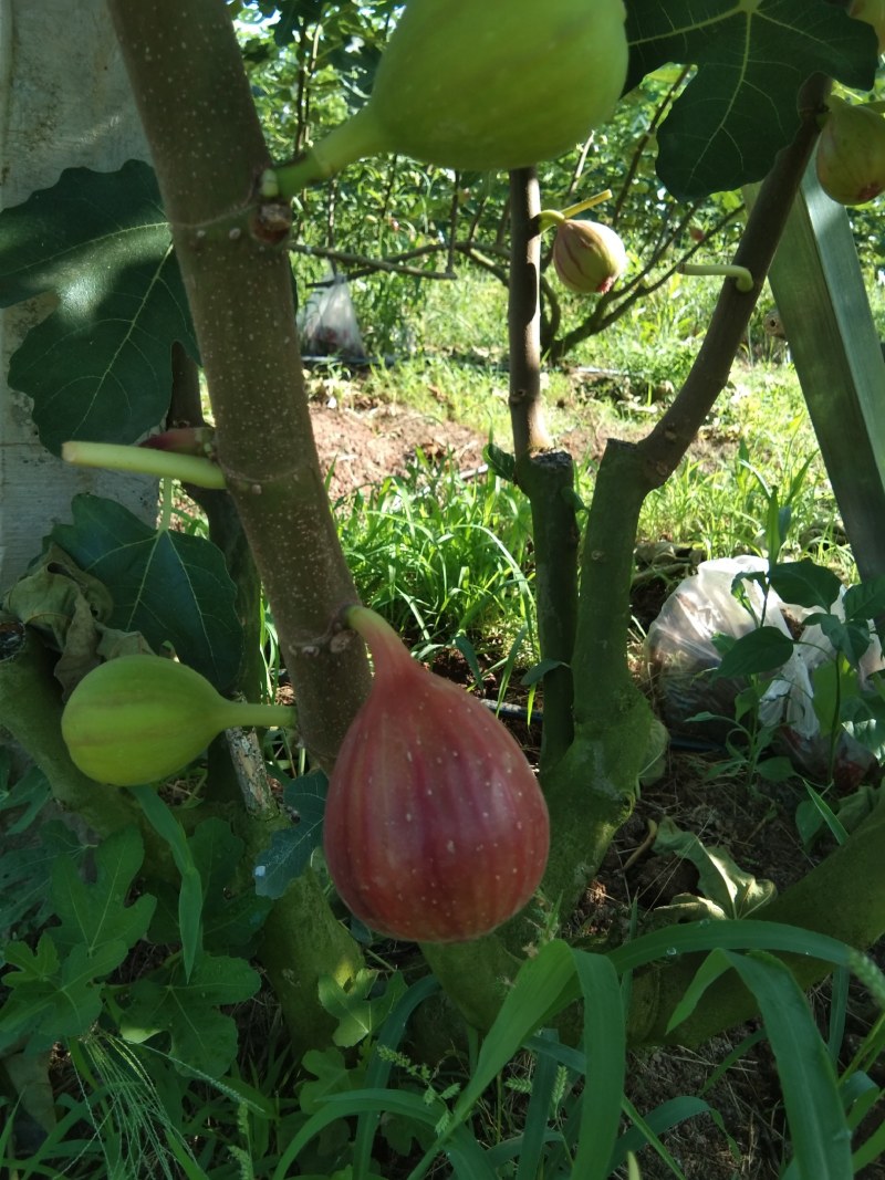 清甜无花果鲜果