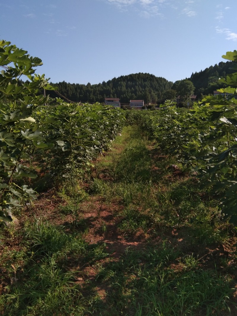 清甜无花果鲜果