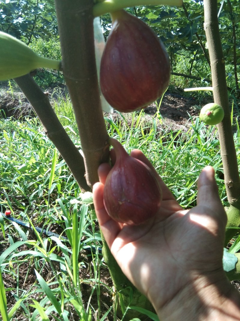 清甜无花果鲜果