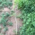 紫藤1—5公分各种规格