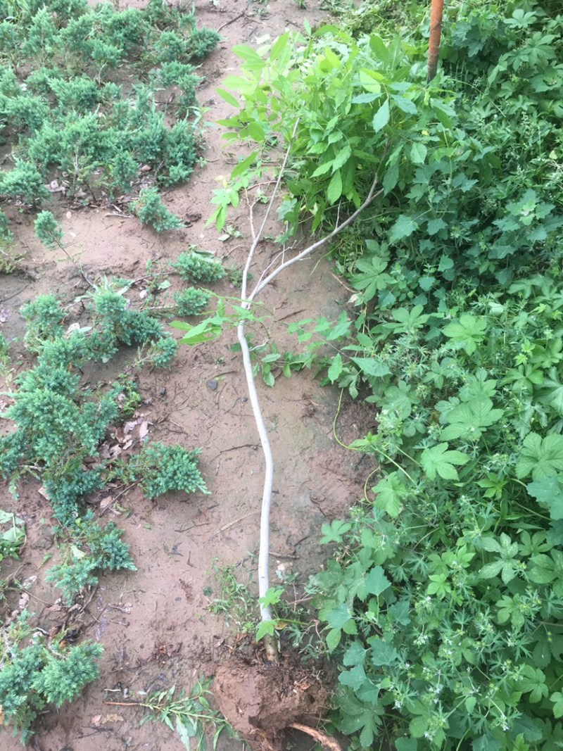 紫藤1—5公分各种规格