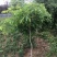 紫藤1—5公分各种规格