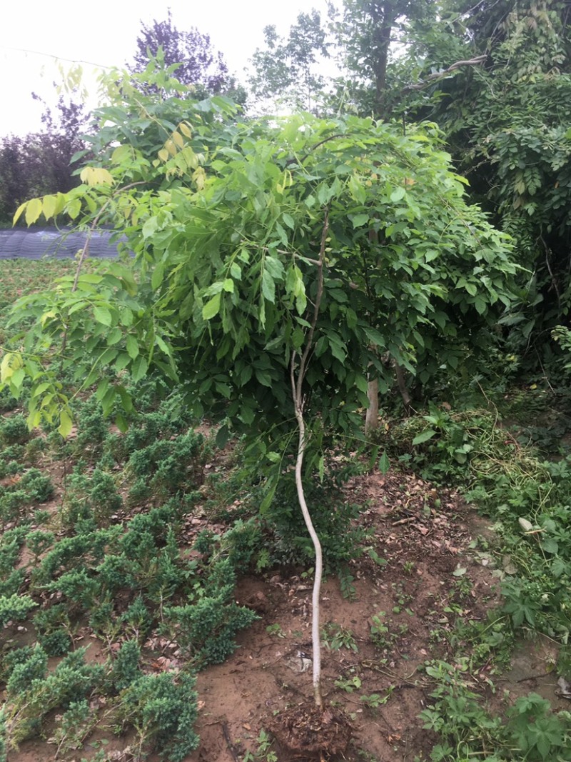 紫藤1—5公分各种规格