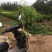 紫藤1—5公分各种规格