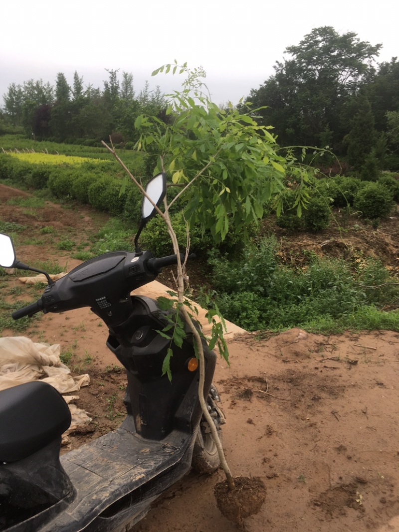 紫藤1—5公分各种规格