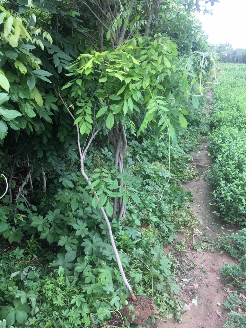 紫藤1—5公分各种规格