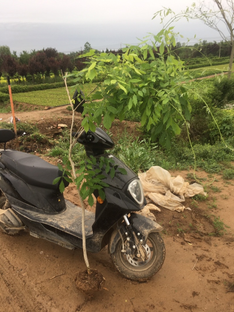 紫藤1—5公分各种规格