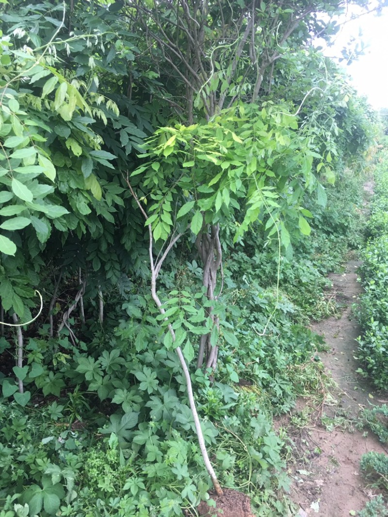 紫藤1—5公分各种规格