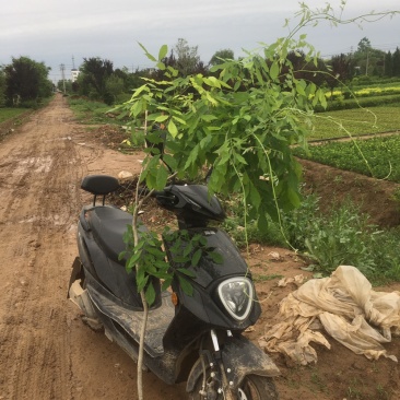 紫藤1—5公分各种规格