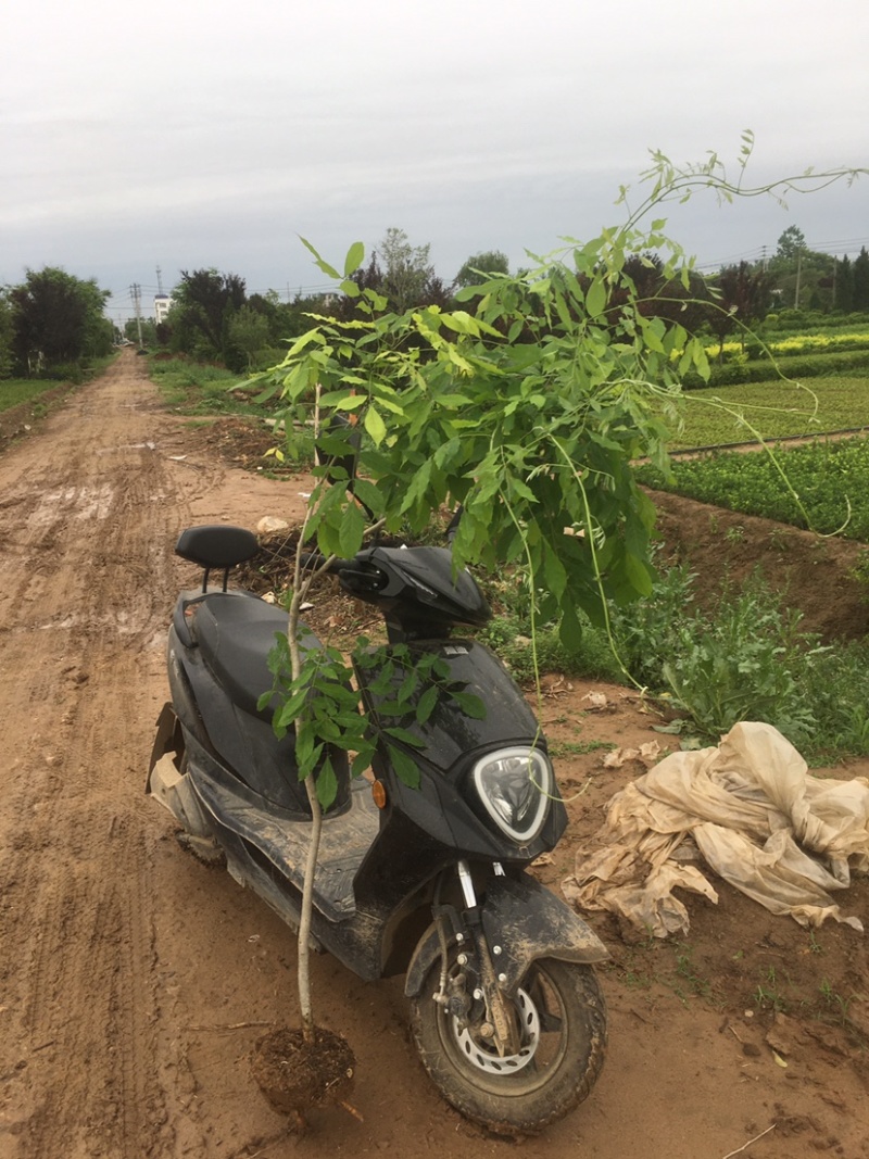 紫藤1—5公分各种规格