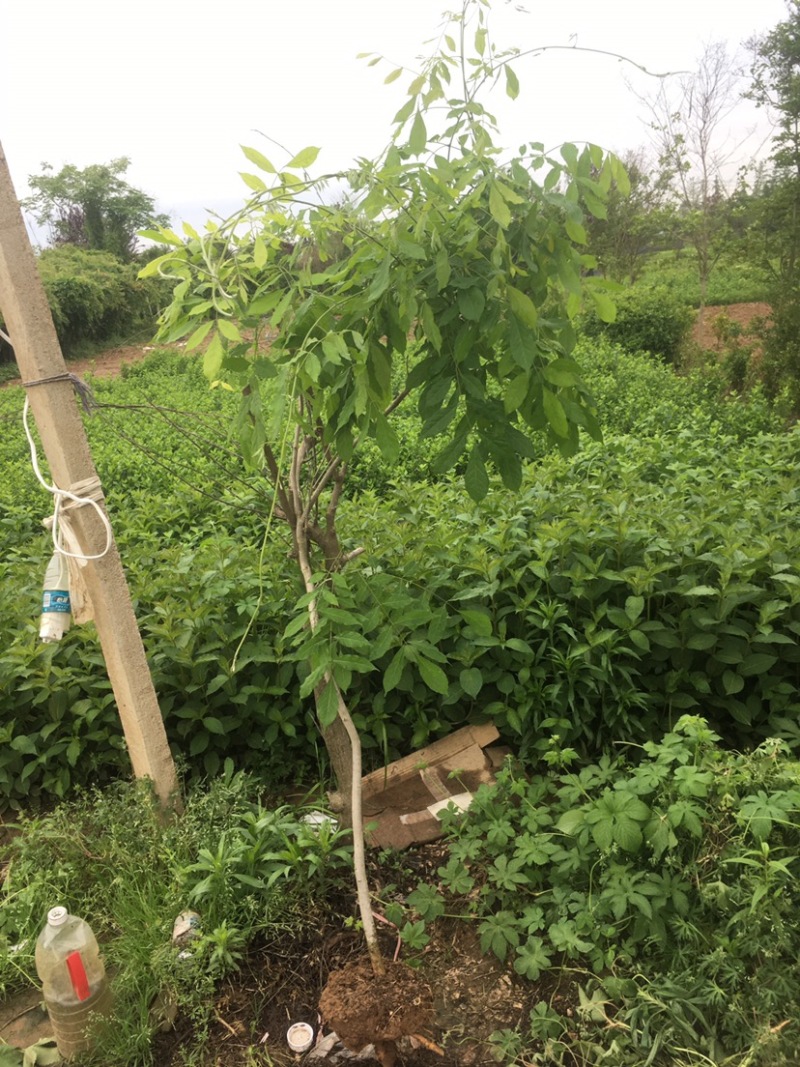 紫藤1—5公分各种规格
